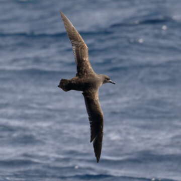 Image of Great-winged Petrel