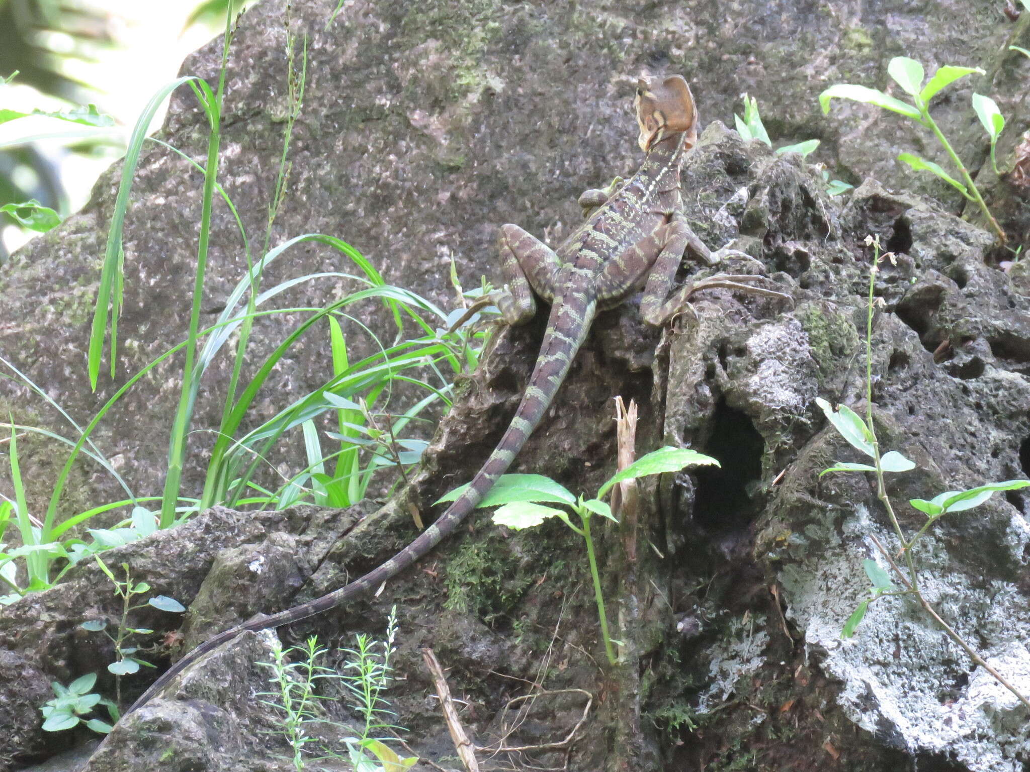 Image of Western basilisk