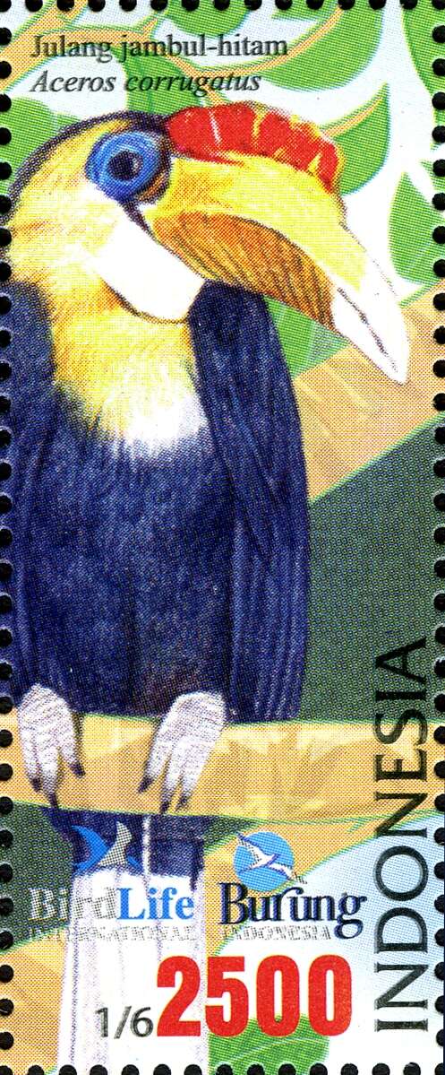 Image of Wrinkled Hornbill