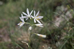 Image of St. Bernard’s lily