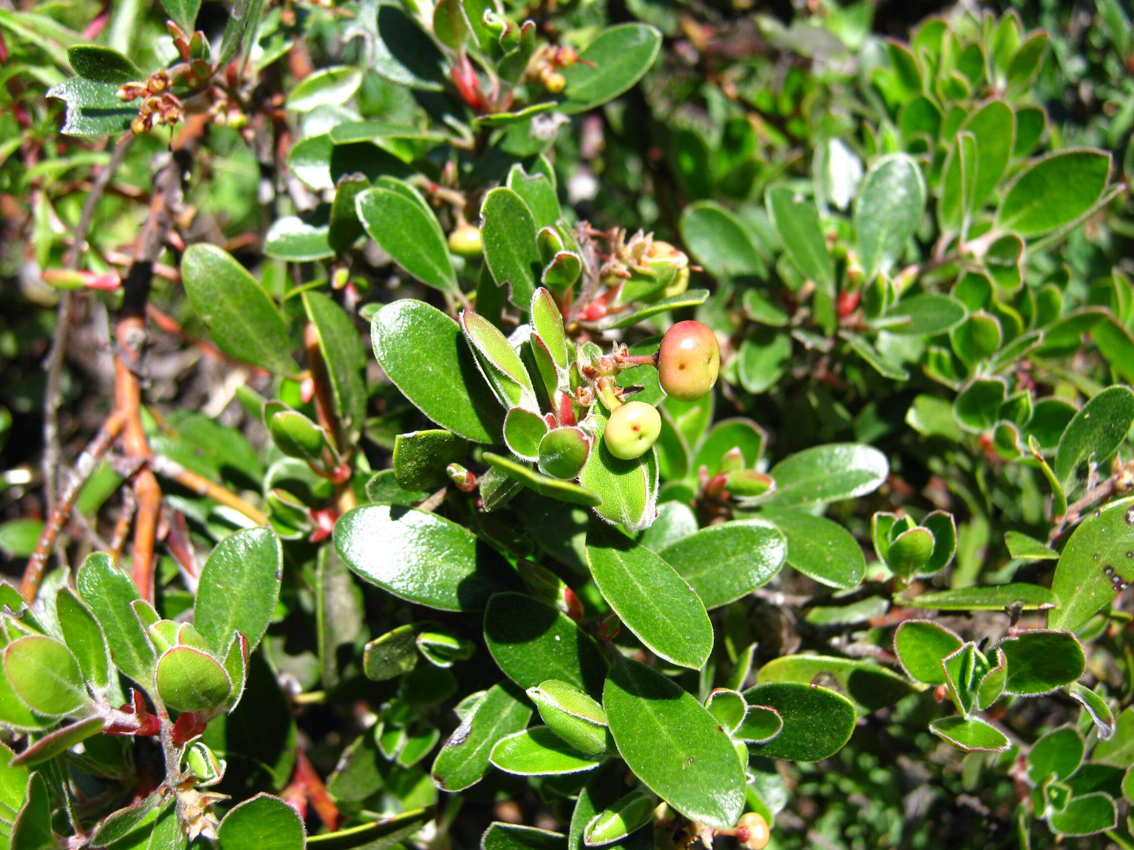 Image of Franciscan manzanita