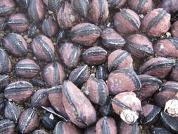 Image of Perumytilus purpuratus (Lamarck 1819)