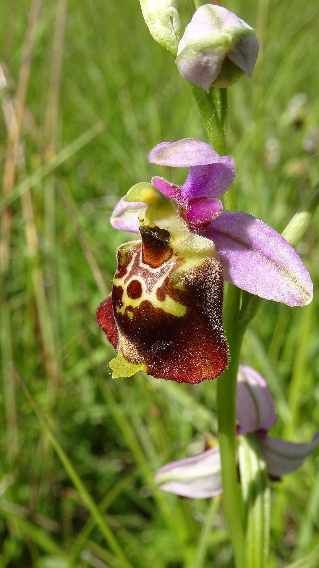 Image of Ophrys holosericea