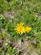 Image of mountain arnica