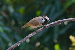 Image of Himalayan Bulbul