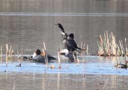 Image of Neotropic Cormorant