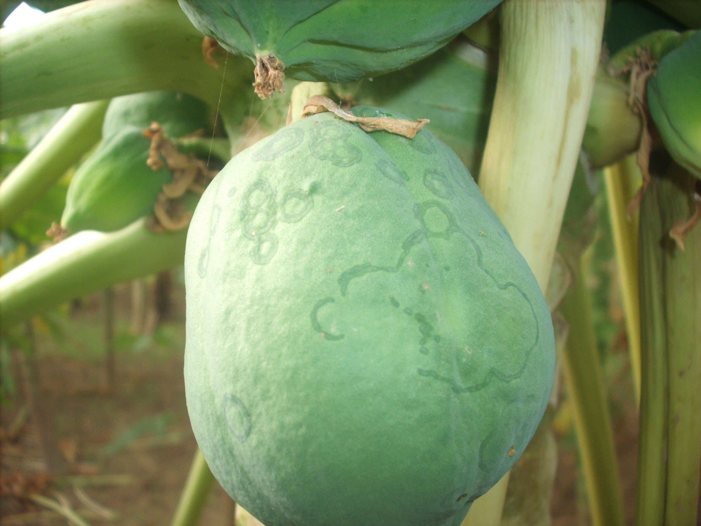 Image of Papaya ringspot virus