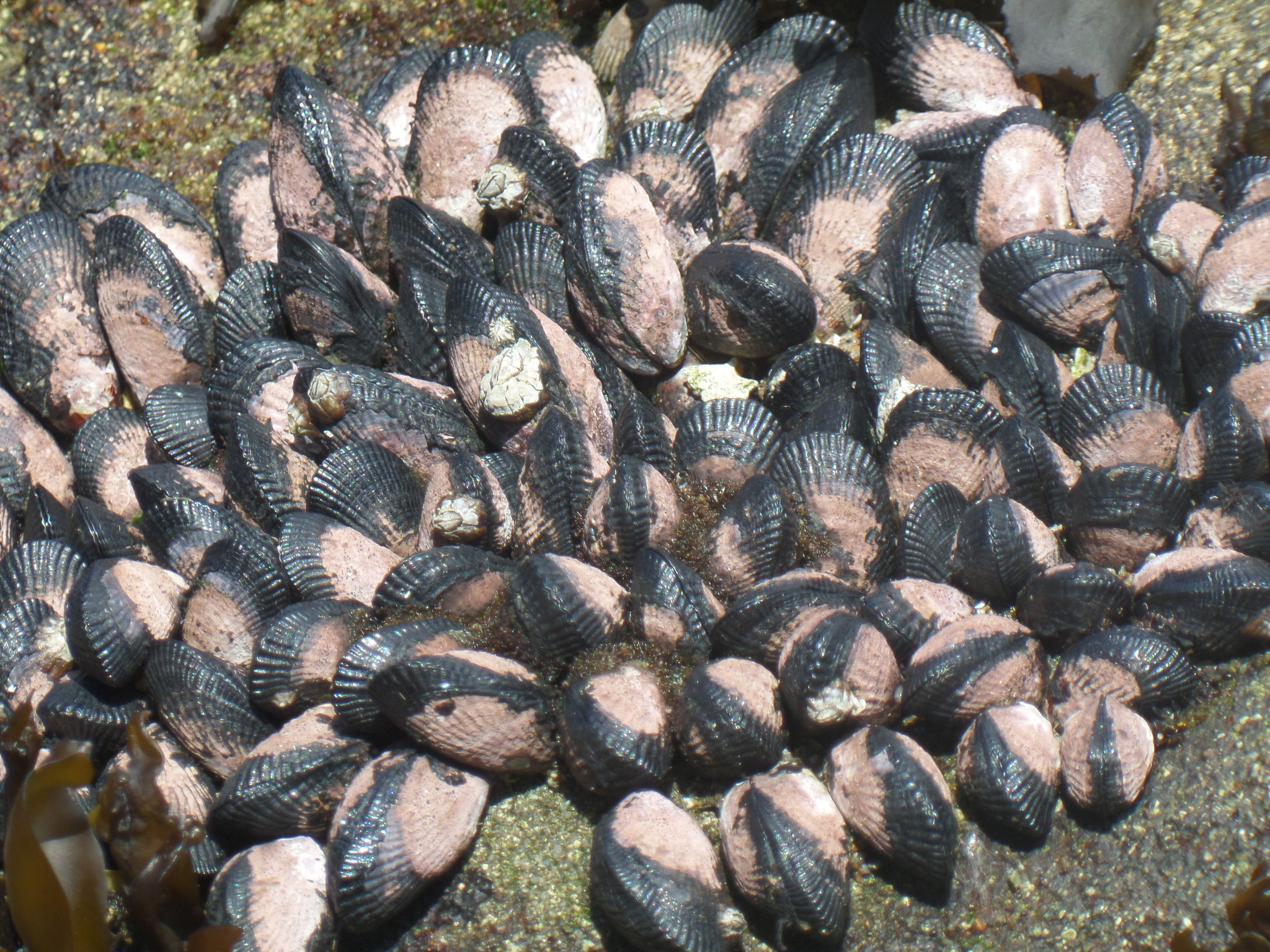Image of Perumytilus purpuratus (Lamarck 1819)