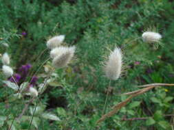 Image of harestail grass