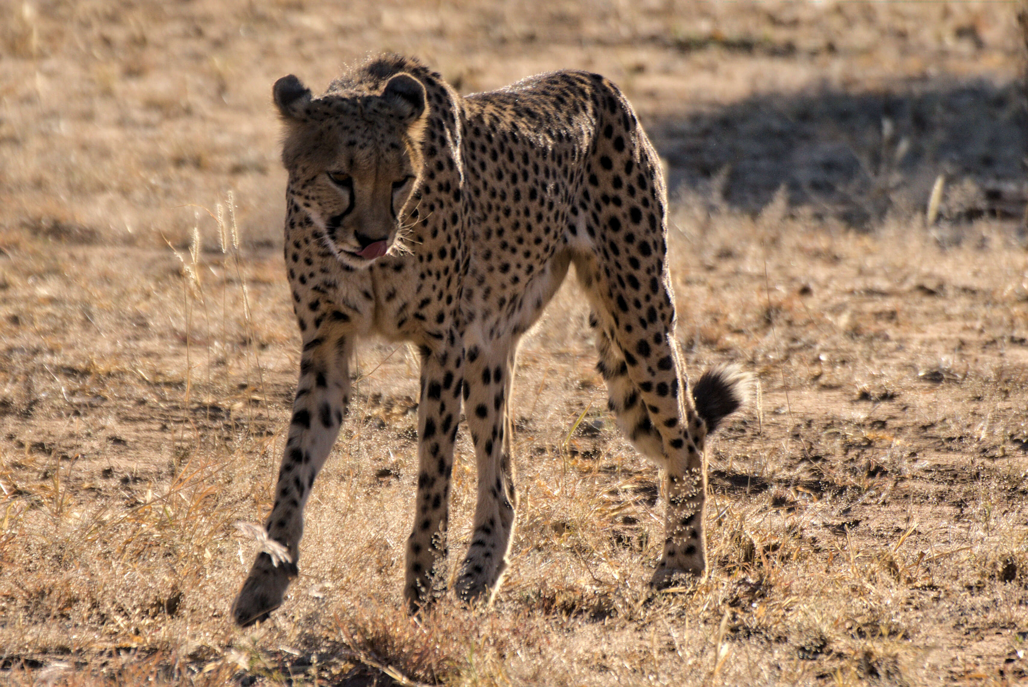 Image of Namibian cheetah