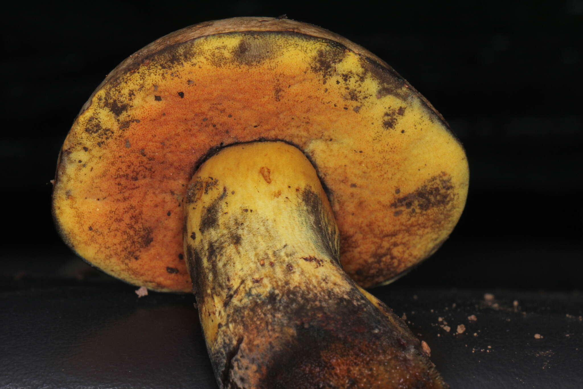 Image of Neoboletus luridiformis (Rostk.) Gelardi, Simonini & Vizzini 2014