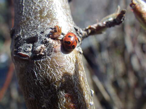 Image of Parenthesis Lady Beetle