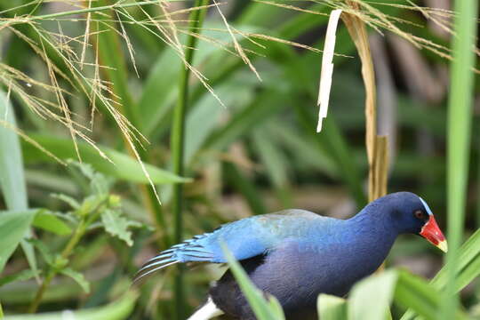 Image of American Purple Gallinule