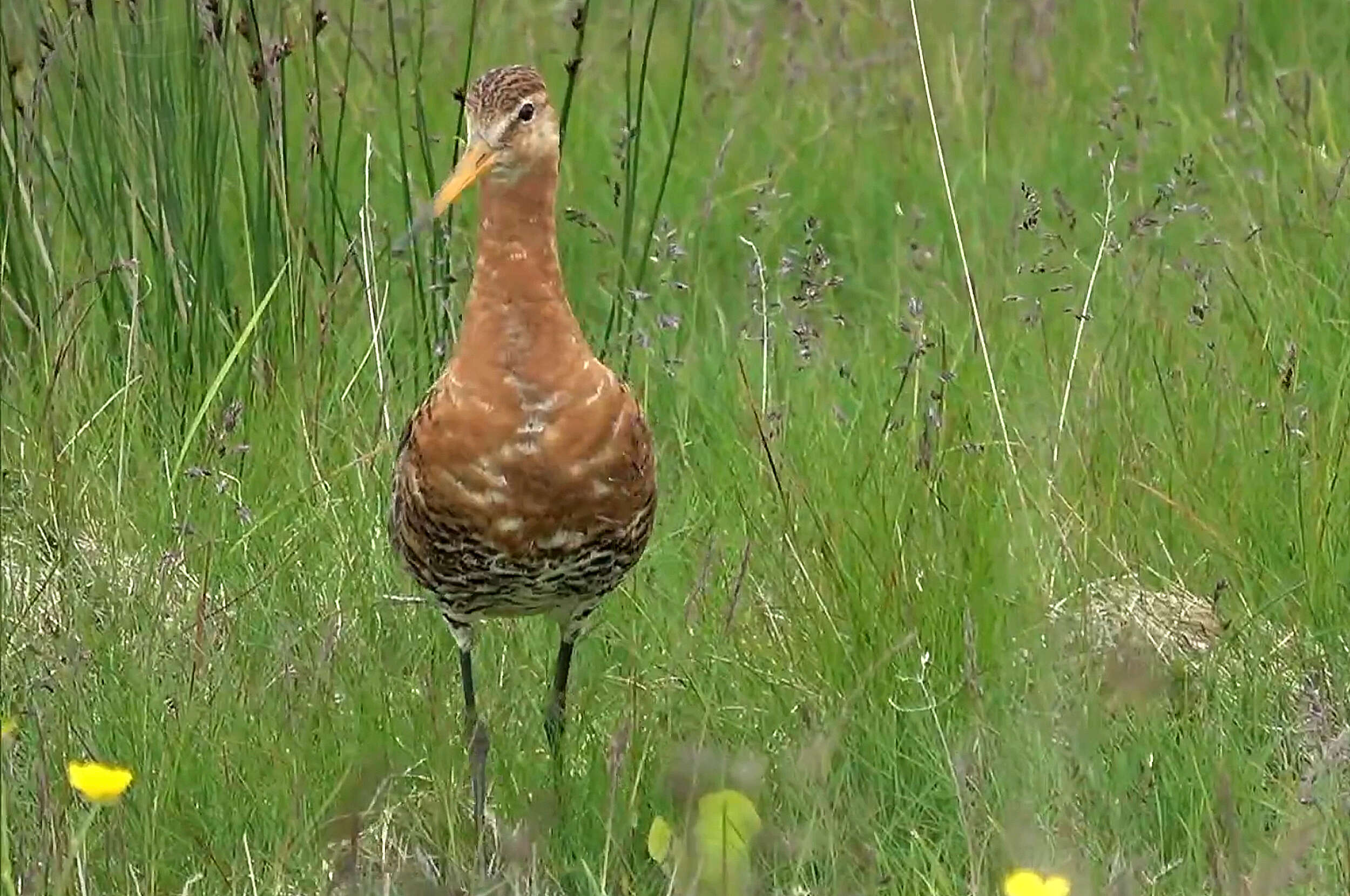 Image of Black-tailed Godwit