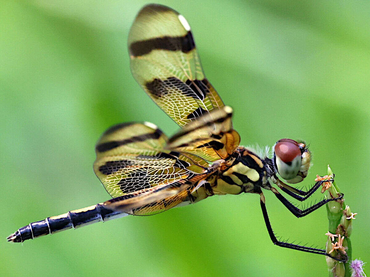 Celithemis eponina (Drury 1773) resmi