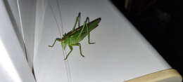 Image of Great green bushcricket