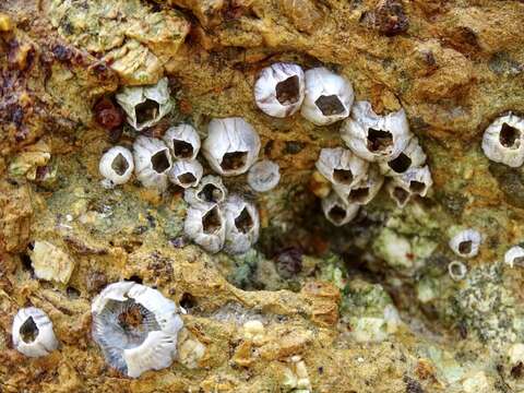 Image of Striped barnacle