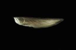 Image of silver arowana