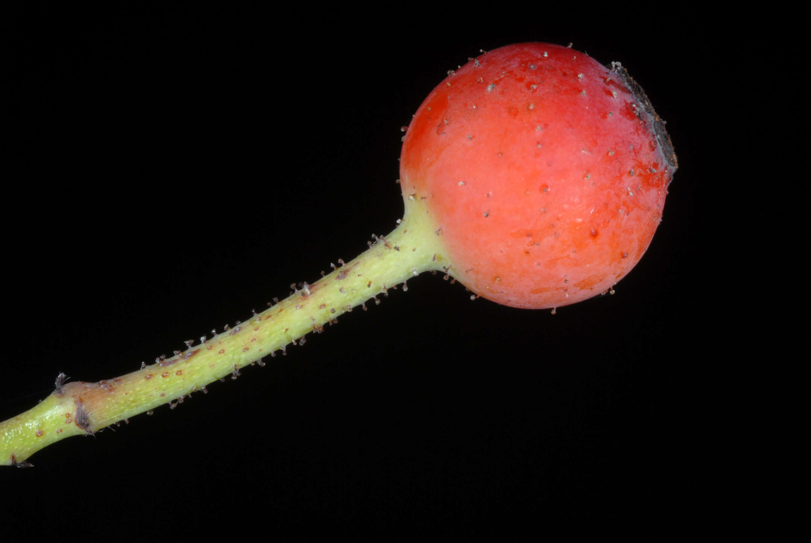 Image of climbing rose