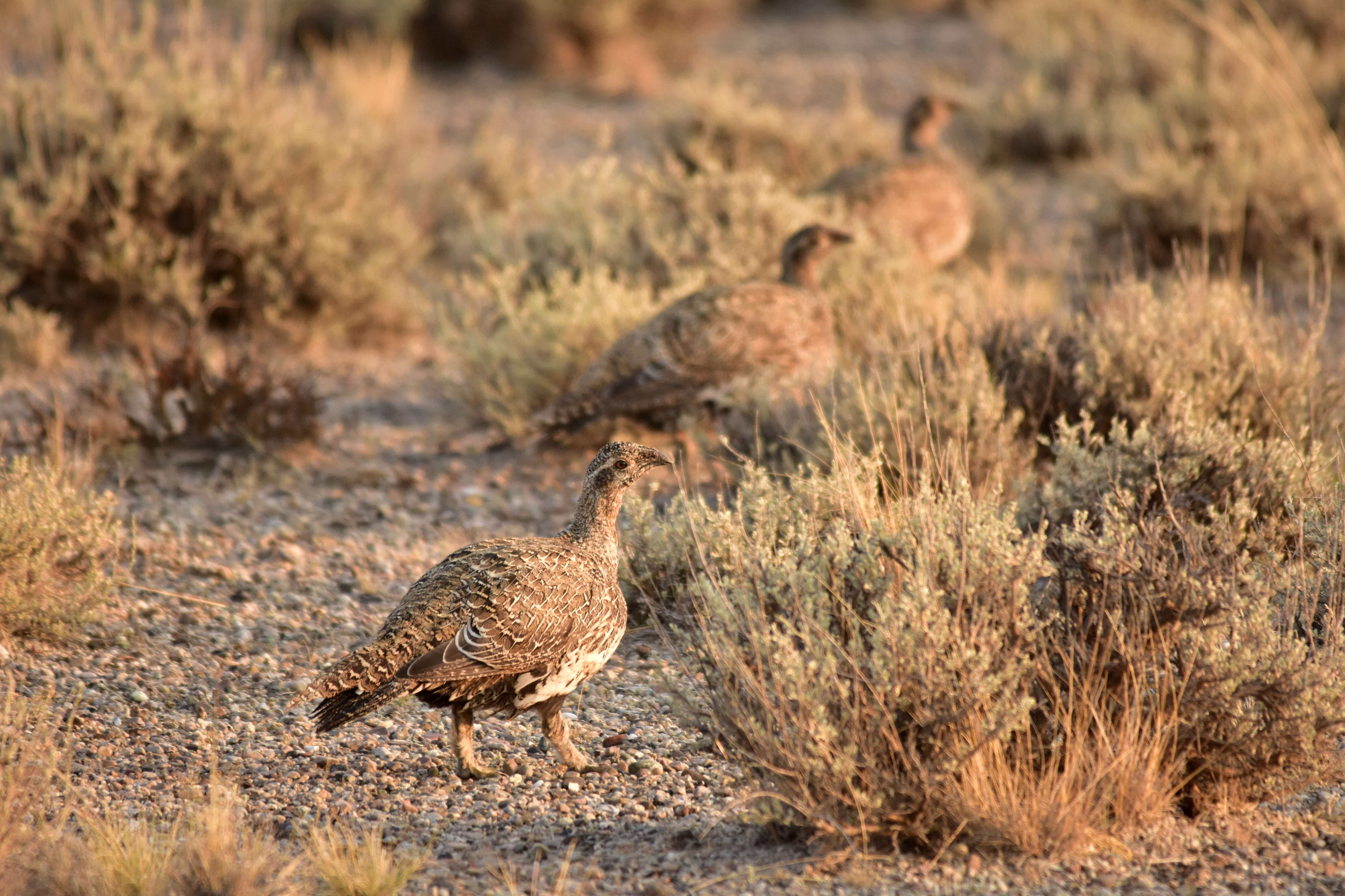 Image of Gunnison sage-grouse; greater sage-grouse