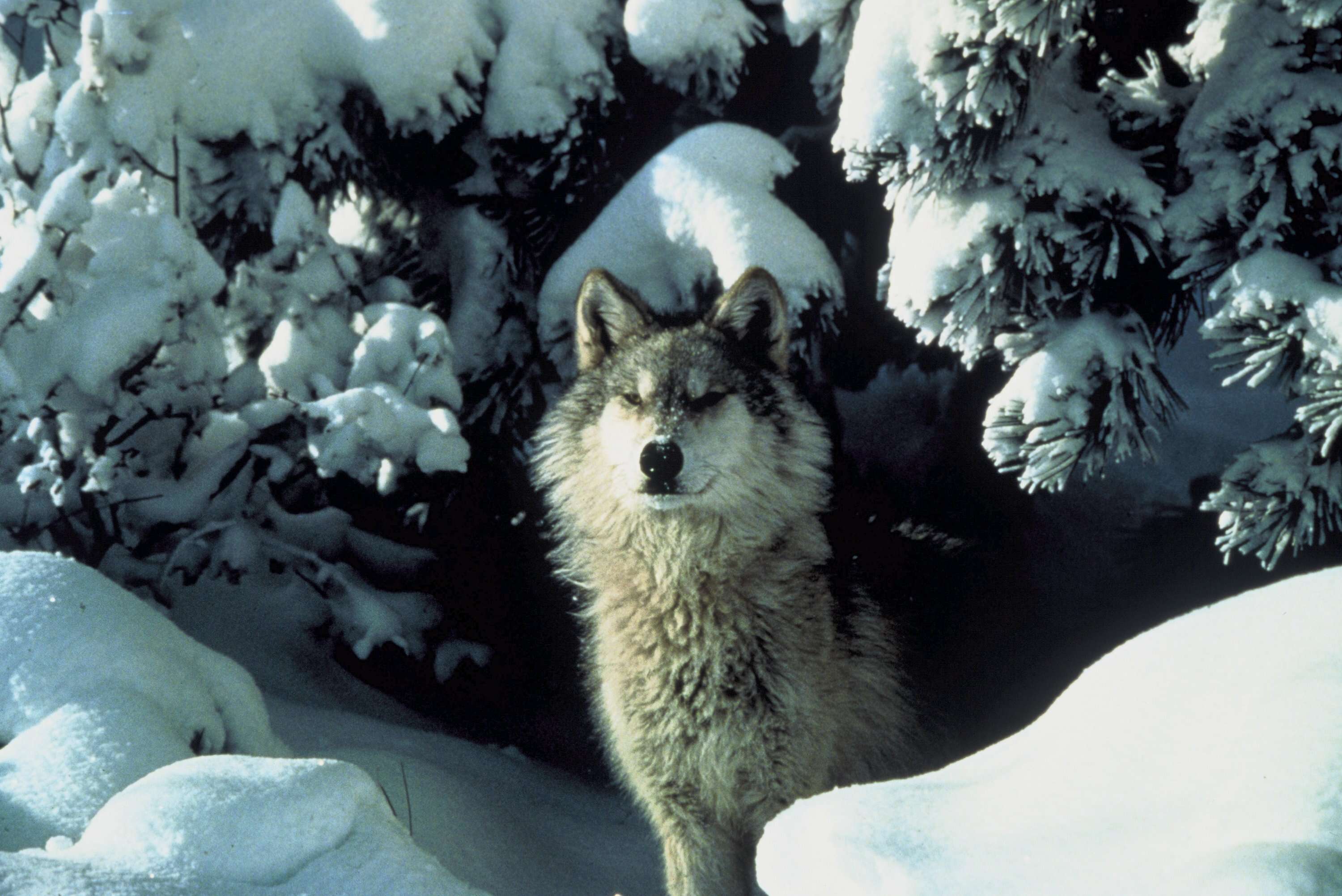 Image of Northwestern wolf