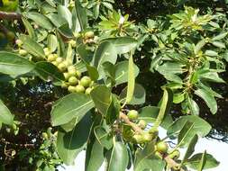 Image of Bark Cloth Fig