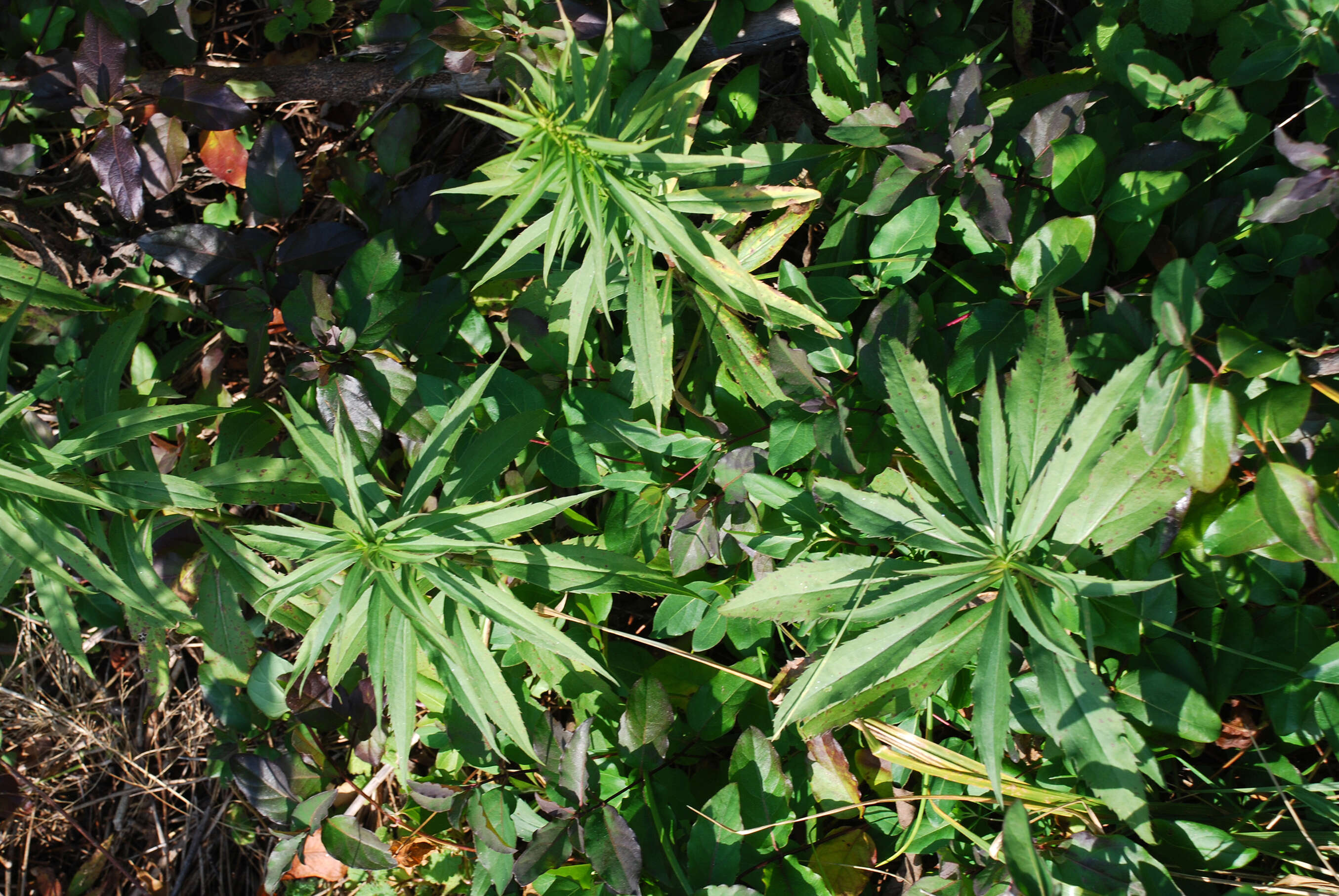 Imagem de Solidago gigantea Ait.