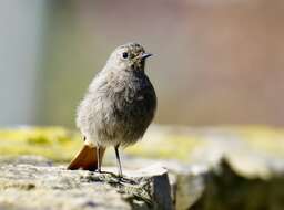 Image of Black Redstart