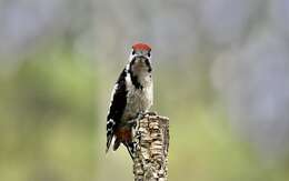 Image of Great Spotted Woodpecker