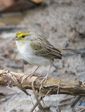 Image of Yellow-browed Sparrow