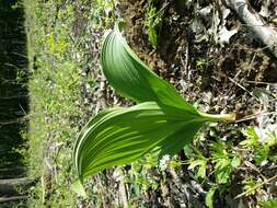 Image of black false hellebore