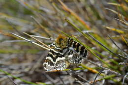 Image of Dasyuris callicrena