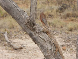 Image of Frilled Lizard