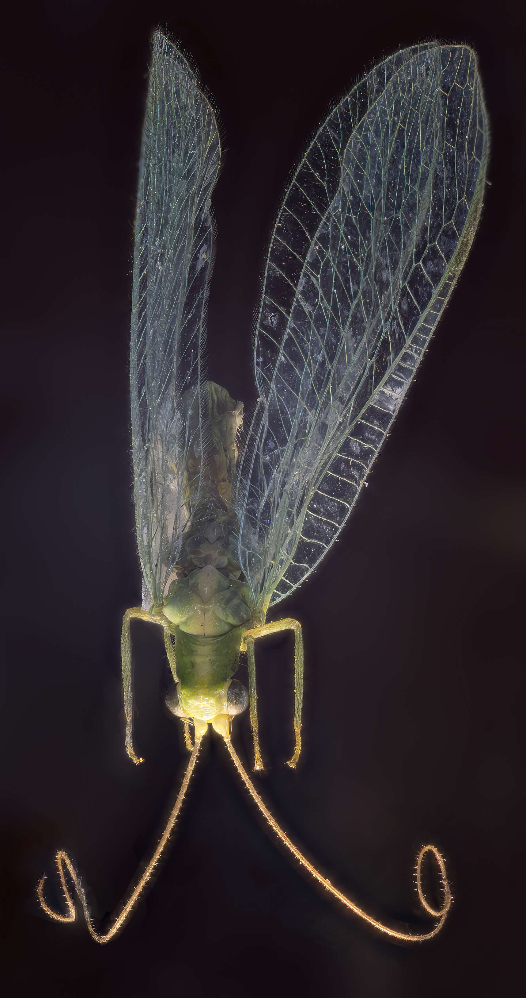 Image of Common green lacewing