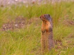 Image of Columbian ground squirrel