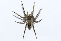 Plancia ëd Dolomedes tenebrosus Hentz 1844