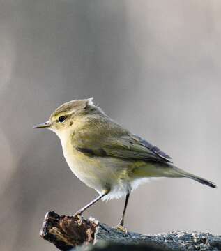 Image of Common Chiffchaff