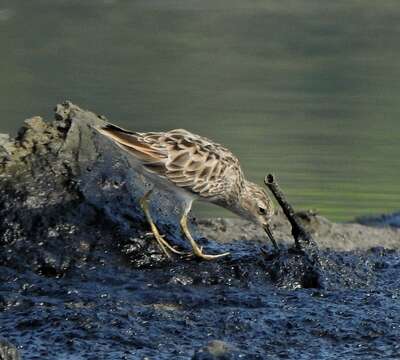 Image of Long-toed Stint