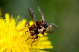 Image of Cylindromyia bicolor (Olivier 1811)