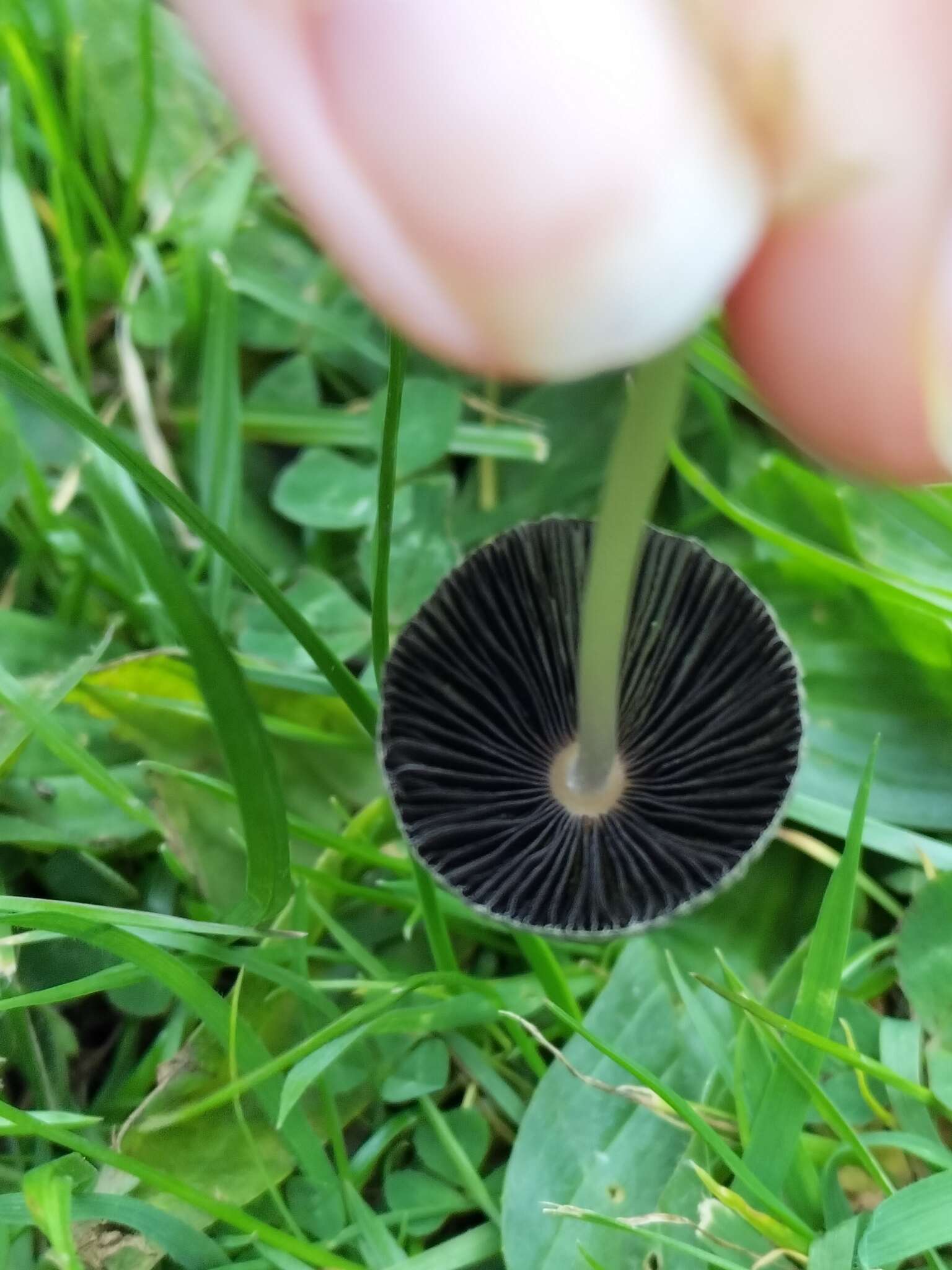 Image de Coprin parasol