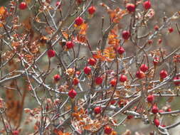 Rosa sericea Lindl. resmi