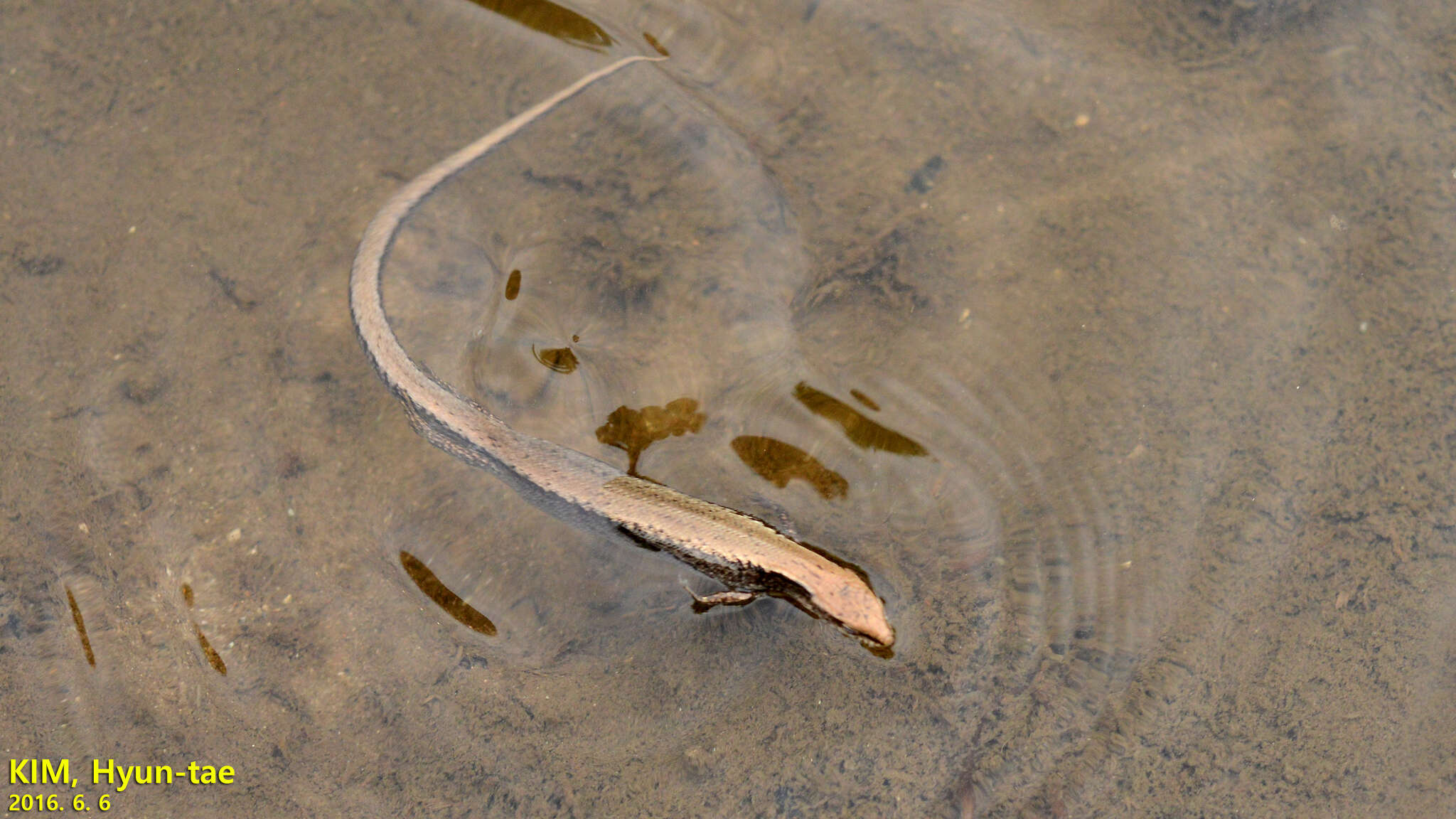 Image of Tsushima Ground Skink