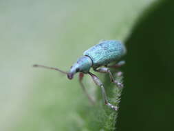 Image of Phyllobius (Metaphyllobius) pomaceus Gyllenhal 1834