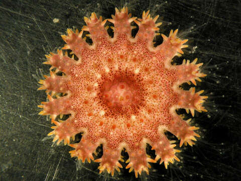 Image de Acanthasteridae