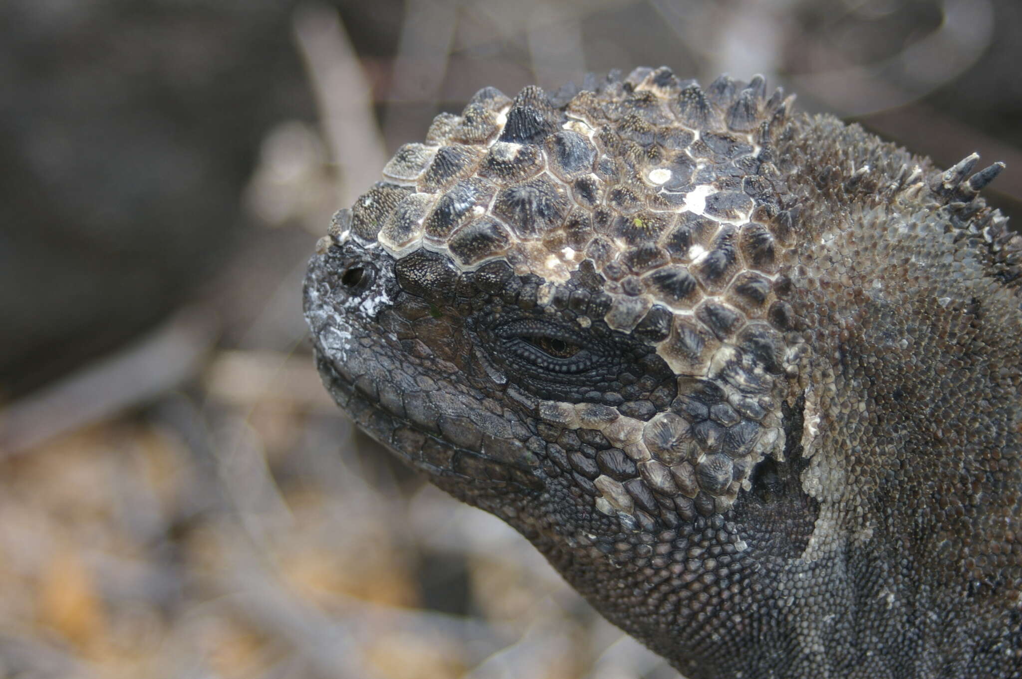Image of marine iguana