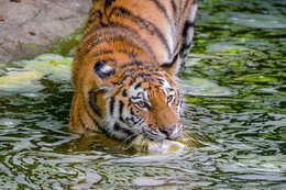 Image of Bengal Tiger