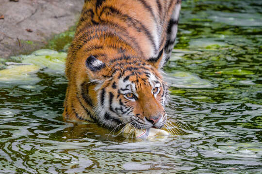 Image de tigre du Bengale