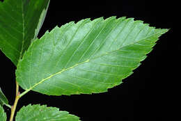 Image of American elm