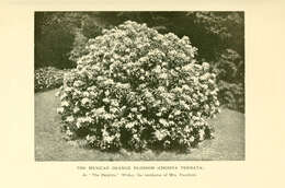 Image of Mexican Orange Blossom