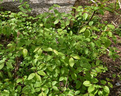 Image of Bird Cherry